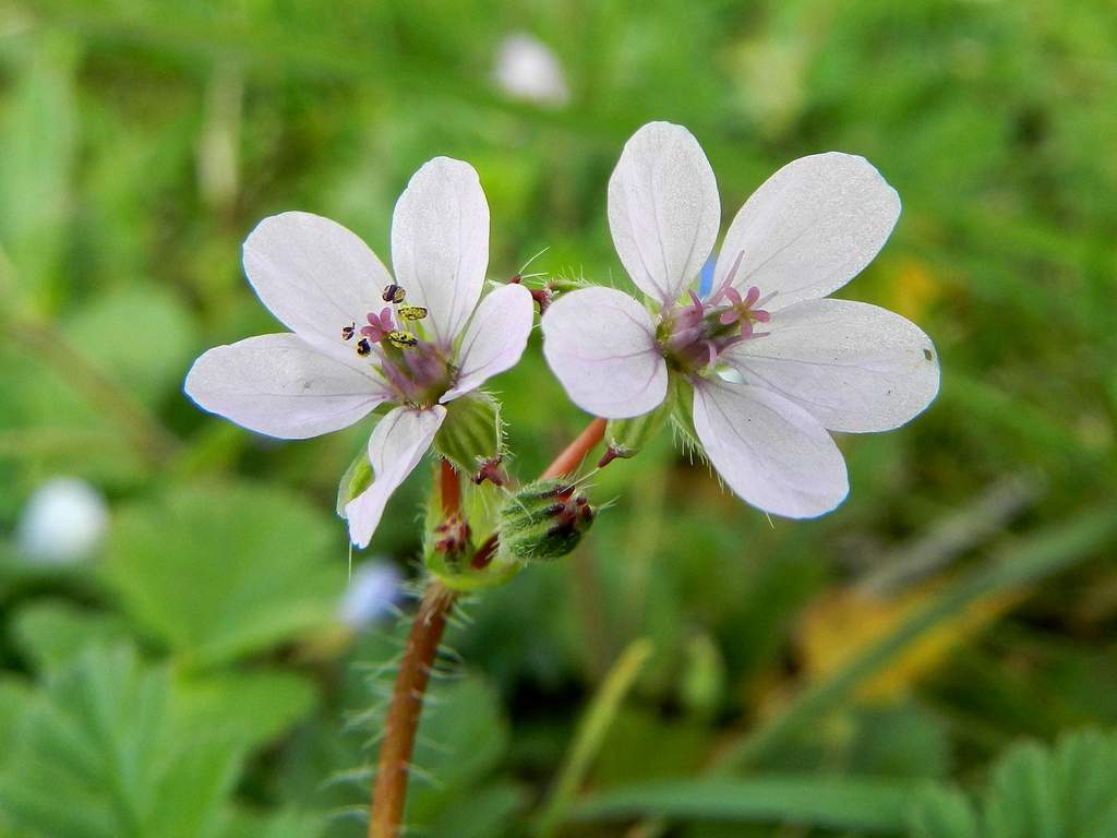 Erodium moschatum